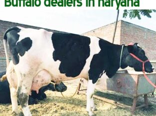 Suresh Gupta Dairy Farm Leading Livestock Supplier| सुरेश गुप्ता डेयरी फार्म