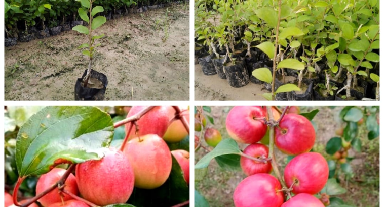 FRUIT PLANT NURSERY | Sagar Nursery