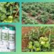 Buy biological fertilizer