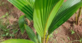 Coconut saplings are available | Coconut Saplings (Seedlings) online