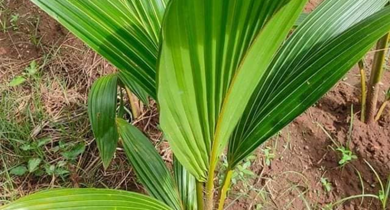 Coconut saplings are available | Coconut Saplings (Seedlings) online