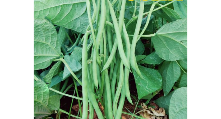 FRENCH BEAN (USHA) Seeds | French Beans Seed, Get suppliers, exporters, manufacturers