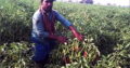 Hybrid Green Chilli Pepper Seeds | High Yield Green Chilli Seeds supplyer