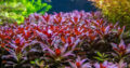 Aquatic plants/Water plants /aquarium plants