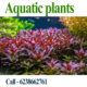 Aquatic plants/Water plants /aquarium plants