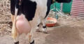 Gir cow HF cow sahiwal cow for sell |cow suppliers, gir cow dealers, wholesalers, traders