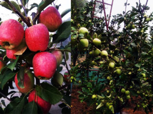 Hot claimet apple plant Available 🍎 | Vvm Nursery