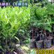Chikku plant available here | Lemon plant available All over India supplyer retail and wholesale