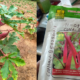 Red Okra seeds/Red ladies finger seeds/Red lady finger seeds/ Red vindi ke seeds/bhindee available