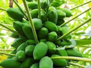 Papaya 15″ seeds papaya 15″ seeds all india delivery available