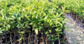 Chikku plant available here | Lemon plant available All over India supplyer retail and wholesale