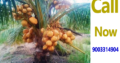 Yellow , Green, Orange price,coconut yield | Hybrid Coconut Plants For Sale 9003314904